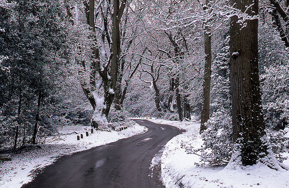 Winter Winter Lane in Bramshaw Wood